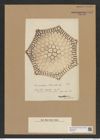 Triceratium schmidtii Janisch (de-Toni-Nr.: Genus 139, Species 3705) Zeichnungen Sammlung Grunow Nr. 7177 (NHMW-BOT-W0376157)